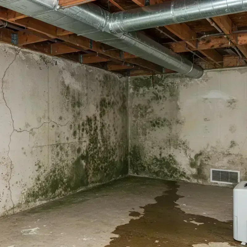 Professional Mold Removal in Rockland, ME